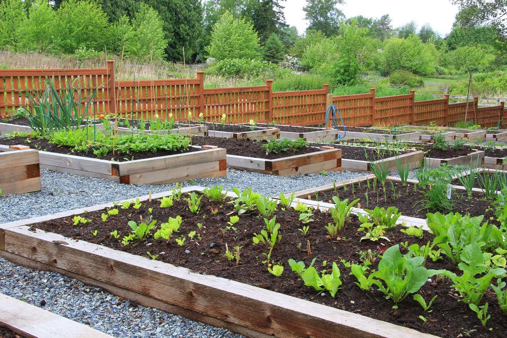 Organic Gardening Tips, Solutions