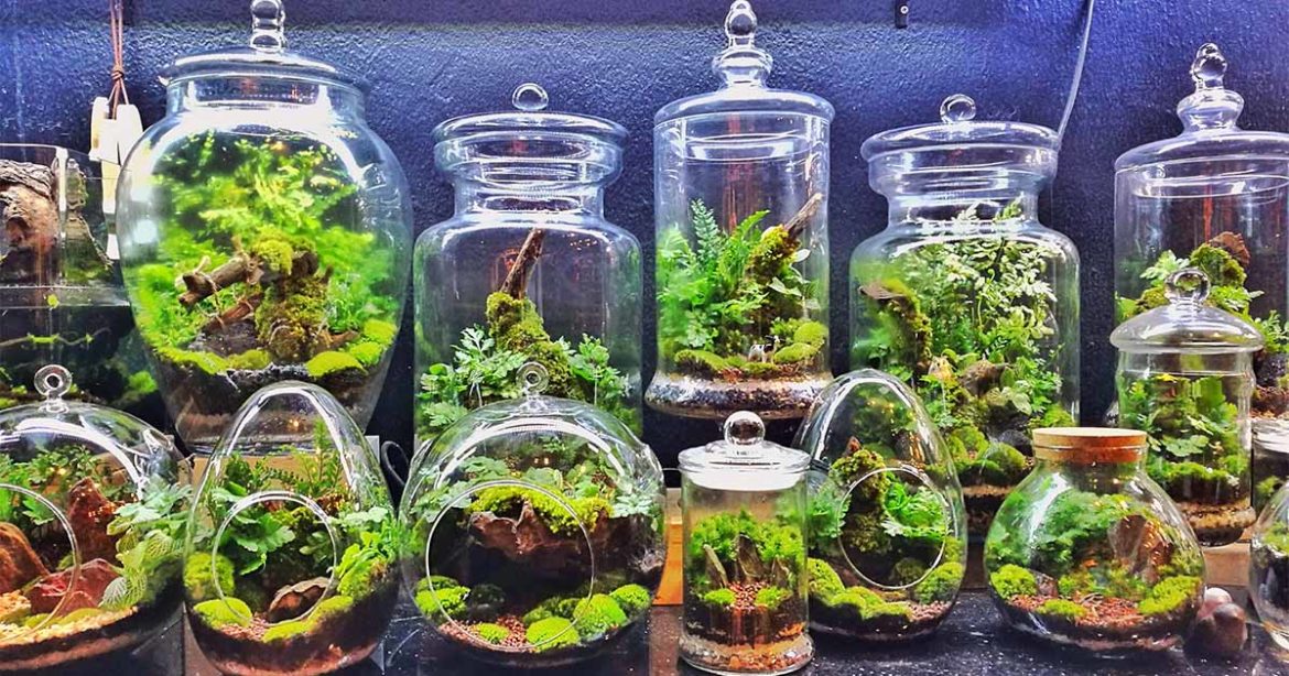 Terrariums how to
