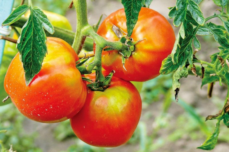 Fungicides For Tomatoes