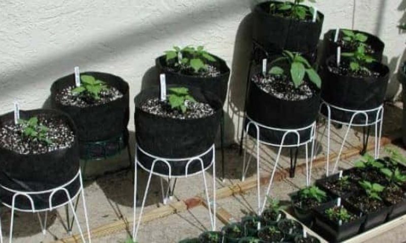 Grow Bags for Marijuana