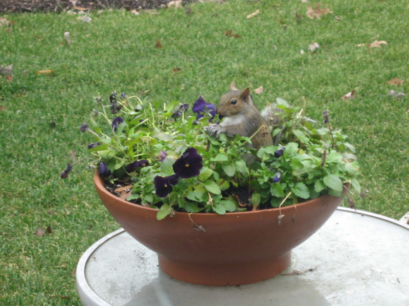 How To Keep Chipmunks Out Of Your Garden