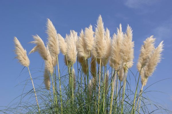 Where To Buy Pampas Grass Plants