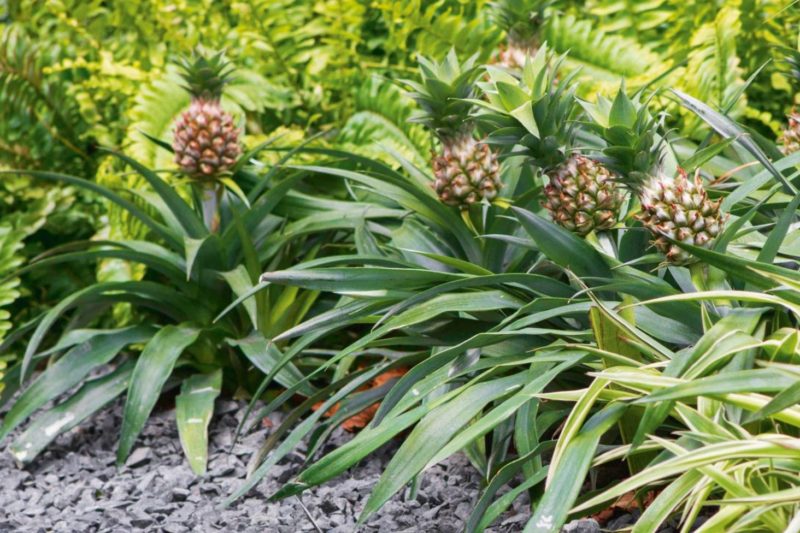 Pineapple Plants In Pots