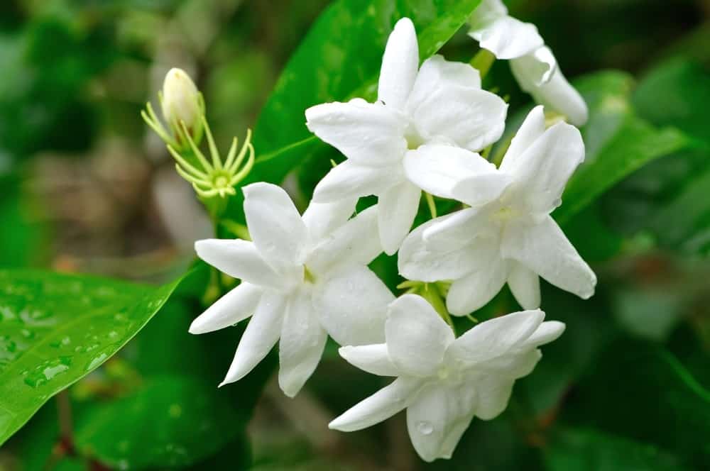 Where to Buy White Jasmine Plants