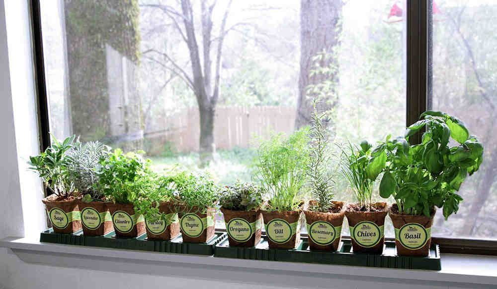 Window Sill Herb Garden Kits Review 2021, Kitchen Herb Garden Windowsill Planter With Seeds