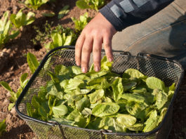 how to harvest leaf lettuce