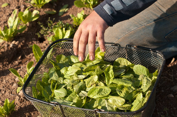how to harvest leaf lettuce