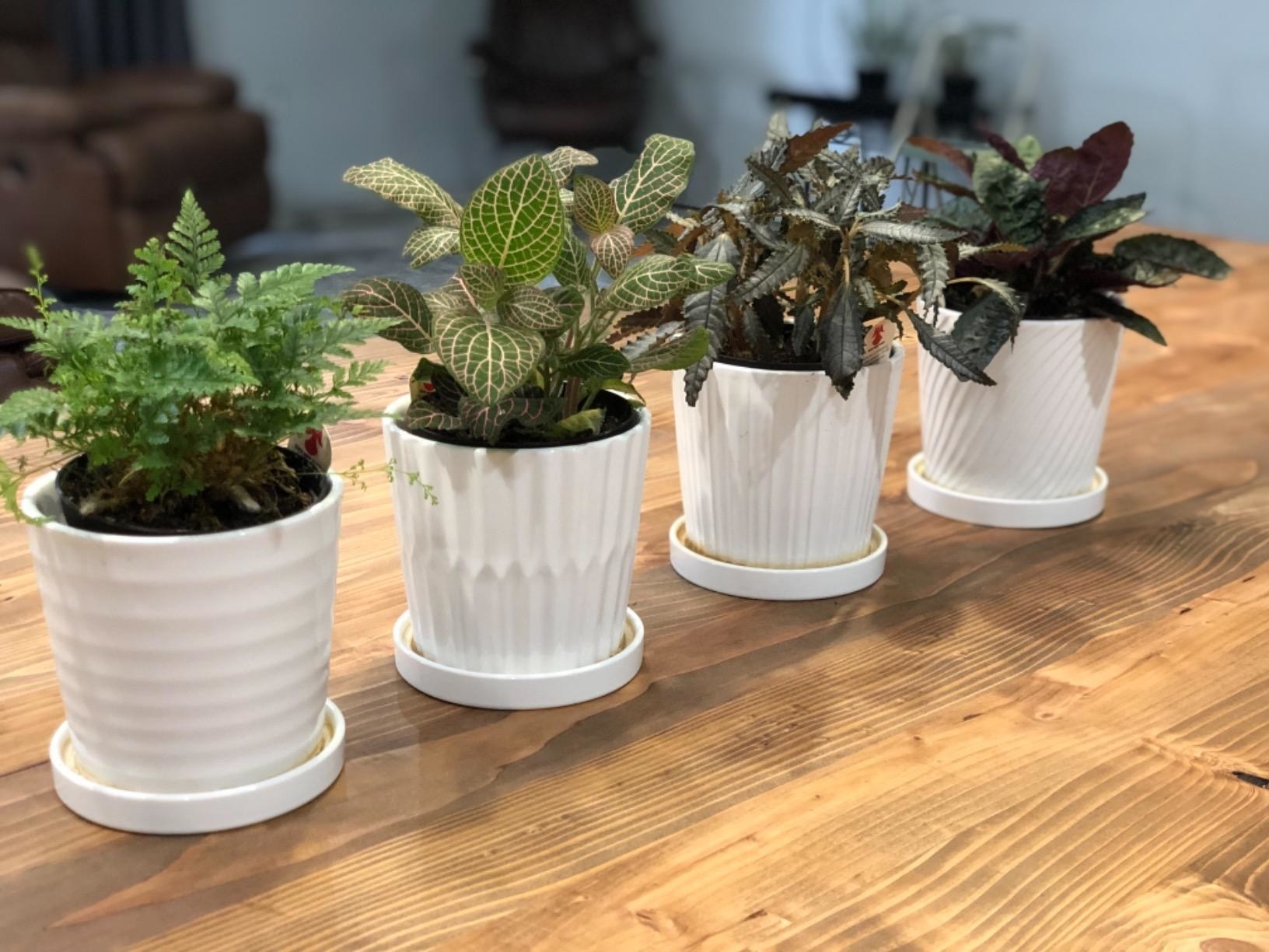 Indoor Planters With Drainage