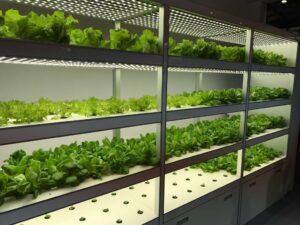 Benefits of Hydroponic Systems for Indoor Cultivation