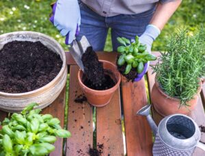 Choosing the Best Potting Soil for Your Herb Garden