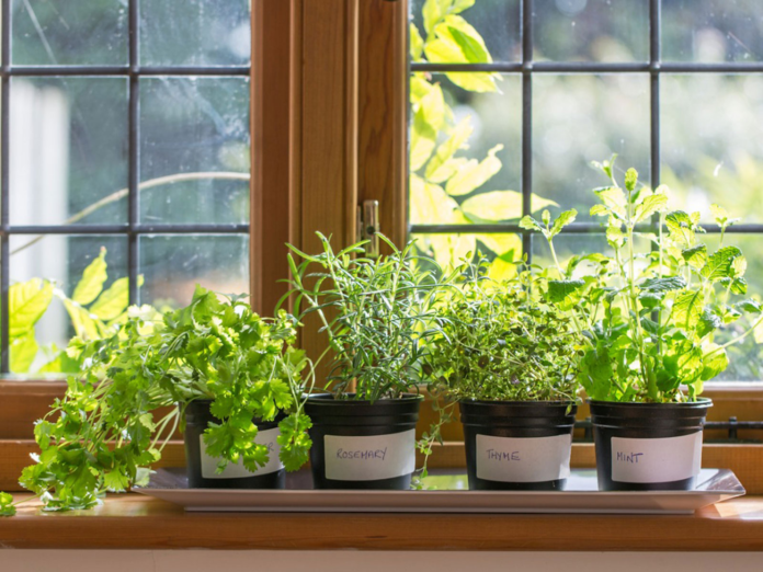 How to grow herbs indoors?