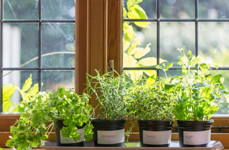 How to grow herbs indoors?
