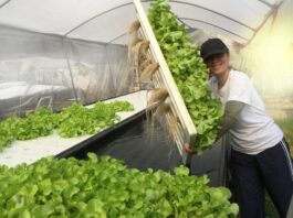Ultimate Guide to Hydroponic Systems