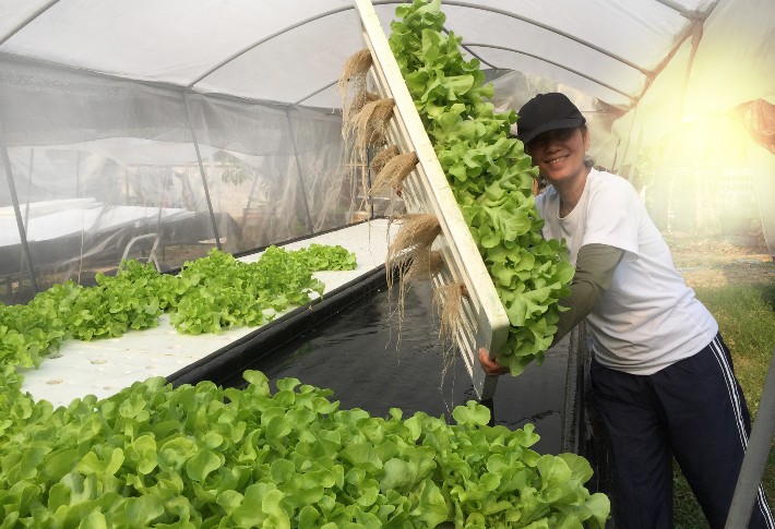 Ultimate Guide to Hydroponic Systems