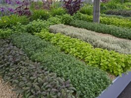 How to grow a herb gardn with pest control products?