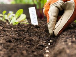 How to Choose the Right Seeds for Your Garden?