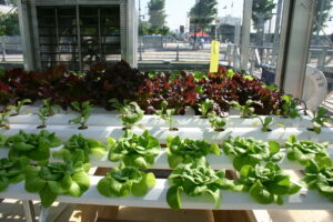 Setting Up Hydroponic Systems